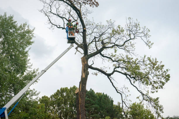 Martin, SD Tree Care  Company